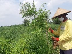Harga Cabe di Kudus Remuk, Petani Cabut Tanaman Cabainya