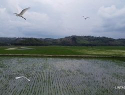 Hutan Gundul Di Duga Penyebab Banjir Wonosoco