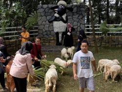 Spot Baru! Taman Domba di Wisata Pijar Park Siap Meriahkan Libur Akhir Tahun, Tiket Paket Cuma Rp15 Ribu