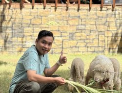 TAMAN DOMBA MERINO SPOT BARU DI WISATA PARK KUDUS